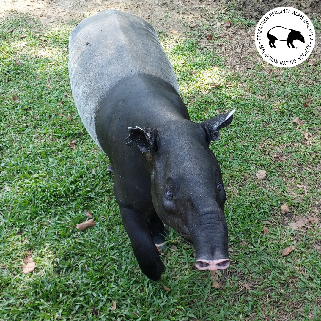 Tapir photo.jpg